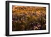 Golden Grain-George Johnson-Framed Photographic Print