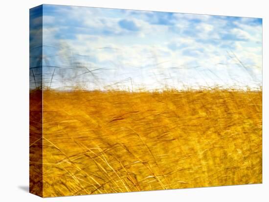 Golden Grass in the Wind-Robert Cattan-Stretched Canvas