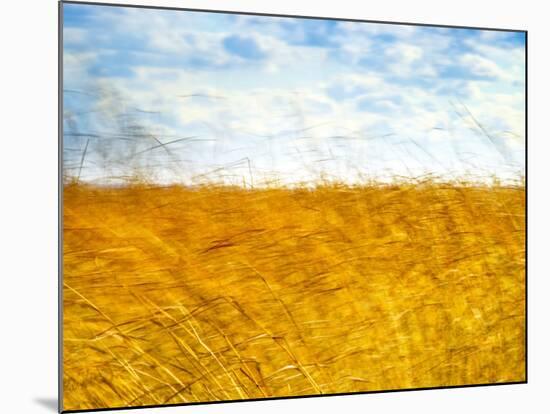 Golden Grass in the Wind-Robert Cattan-Mounted Photographic Print