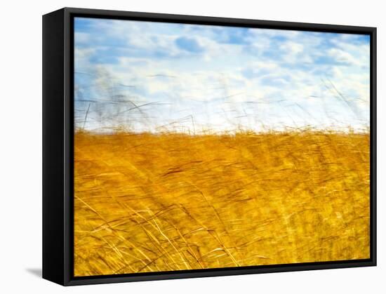 Golden Grass in the Wind-Robert Cattan-Framed Stretched Canvas