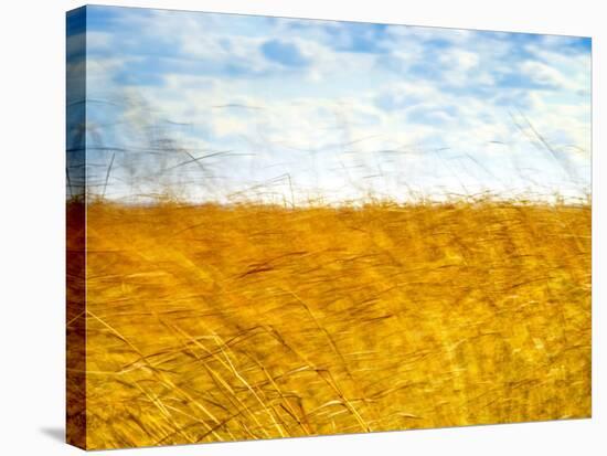 Golden Grass in the Wind-Robert Cattan-Stretched Canvas