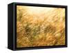 Golden Grass-null-Framed Stretched Canvas