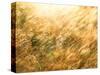 Golden Grass-null-Stretched Canvas