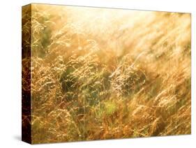 Golden Grass-null-Stretched Canvas