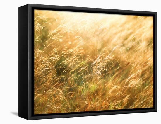 Golden Grass-null-Framed Stretched Canvas