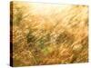 Golden Grass-null-Stretched Canvas