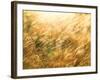 Golden Grass-null-Framed Photographic Print