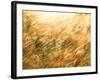 Golden Grass-null-Framed Photographic Print