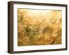 Golden Grass-null-Framed Photographic Print