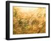 Golden Grass-null-Framed Photographic Print