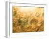 Golden Grass-null-Framed Photographic Print