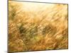 Golden Grass-null-Mounted Photographic Print