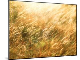 Golden Grass-null-Mounted Photographic Print