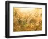 Golden Grass-null-Framed Photographic Print