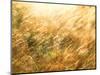 Golden Grass-null-Mounted Photographic Print