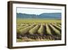 Golden Green Rows-Dana Styber-Framed Photographic Print