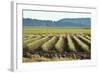 Golden Green Rows-Dana Styber-Framed Photographic Print