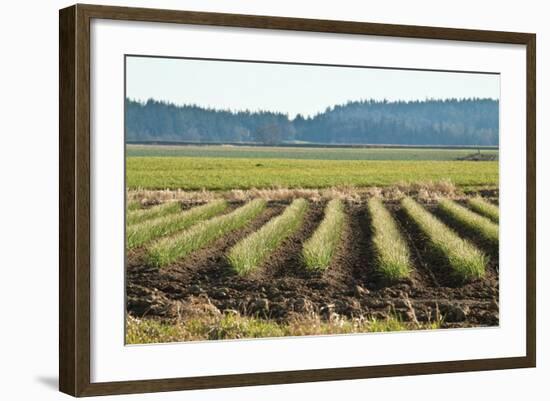 Golden Green Rows-Dana Styber-Framed Photographic Print