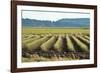 Golden Green Rows-Dana Styber-Framed Photographic Print