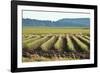 Golden Green Rows-Dana Styber-Framed Photographic Print