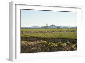 Golden Greens-Dana Styber-Framed Photographic Print