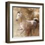 Golden Grey-Kari Brooks-Framed Art Print