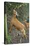 Golden Guernsey Goat Stretching Up to Eat Leaves-null-Stretched Canvas