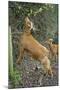 Golden Guernsey Goat Stretching Up to Eat Leaves-null-Mounted Photographic Print