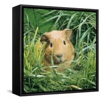 Golden Guinea Pig in Long Grass, UK-Jane Burton-Framed Stretched Canvas