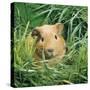 Golden Guinea Pig in Long Grass, UK-Jane Burton-Stretched Canvas