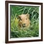 Golden Guinea Pig in Long Grass, UK-Jane Burton-Framed Photographic Print