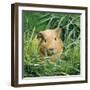 Golden Guinea Pig in Long Grass, UK-Jane Burton-Framed Photographic Print