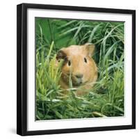 Golden Guinea Pig in Long Grass, UK-Jane Burton-Framed Photographic Print