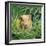 Golden Guinea Pig in Long Grass, UK-Jane Burton-Framed Photographic Print