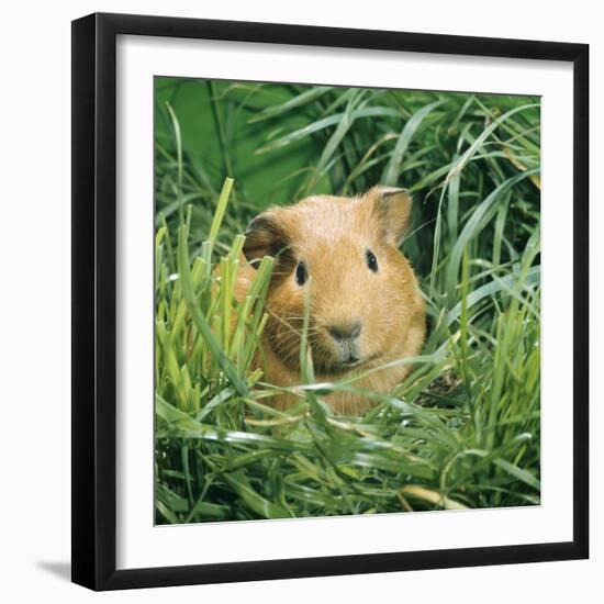 Golden Guinea Pig in Long Grass, UK-Jane Burton-Framed Photographic Print