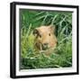 Golden Guinea Pig in Long Grass, UK-Jane Burton-Framed Photographic Print