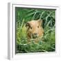 Golden Guinea Pig in Long Grass, UK-Jane Burton-Framed Photographic Print