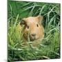 Golden Guinea Pig in Long Grass, UK-Jane Burton-Mounted Photographic Print