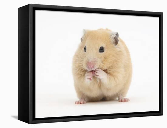 Golden Hamster Washing Itself-Mark Taylor-Framed Stretched Canvas