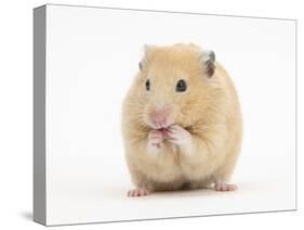 Golden Hamster Washing Itself-Mark Taylor-Stretched Canvas