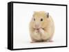 Golden Hamster Washing Itself-Mark Taylor-Framed Stretched Canvas