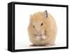 Golden Hamster Washing Itself-Mark Taylor-Framed Stretched Canvas