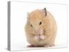 Golden Hamster Washing Itself-Mark Taylor-Stretched Canvas