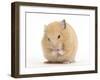 Golden Hamster Washing Itself-Mark Taylor-Framed Photographic Print