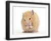 Golden Hamster Washing Itself-Mark Taylor-Framed Photographic Print