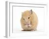 Golden Hamster Washing Itself-Mark Taylor-Framed Photographic Print