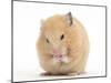 Golden Hamster Washing Itself-Mark Taylor-Mounted Photographic Print