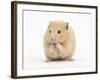 Golden Hamster Washing Itself-Mark Taylor-Framed Photographic Print