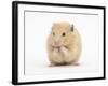 Golden Hamster Washing Itself-Mark Taylor-Framed Photographic Print