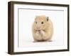 Golden Hamster Washing Itself-Mark Taylor-Framed Photographic Print